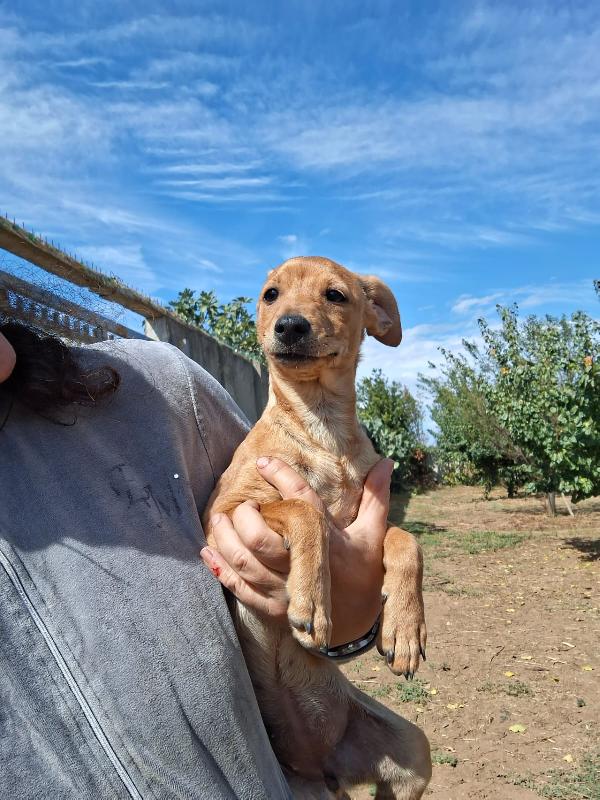 Chicca cucciolina di taglia piccola cerca casa ❤️ Foto 8